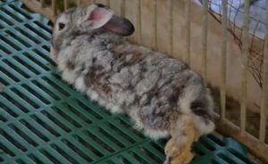Симптомы, лечение и профилактика кокцидиоза у кроликов