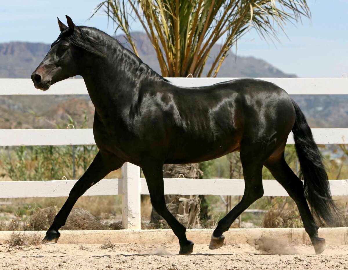 О самой дорогой лошади в мире: топ самых дорогих и престижных пород лошадей