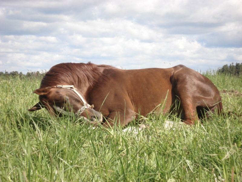 Как спят лошади: особенности отдыха и сна, интересные факты