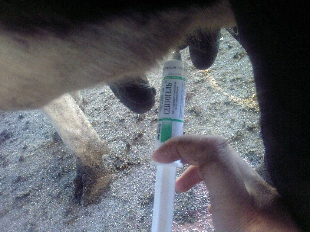 ✅ лечение мастита у коров в домашних условиях (народные средства, препараты) - tehnomir32.ru