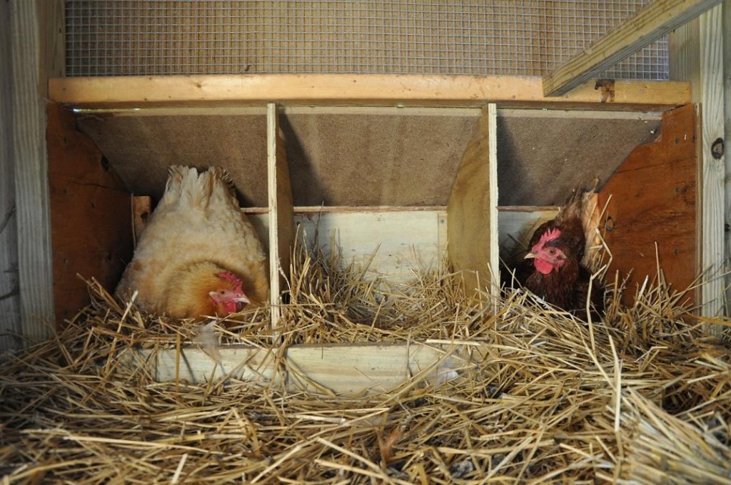 Почему куры перестали нести яйца весной — обзор причин и что делать?