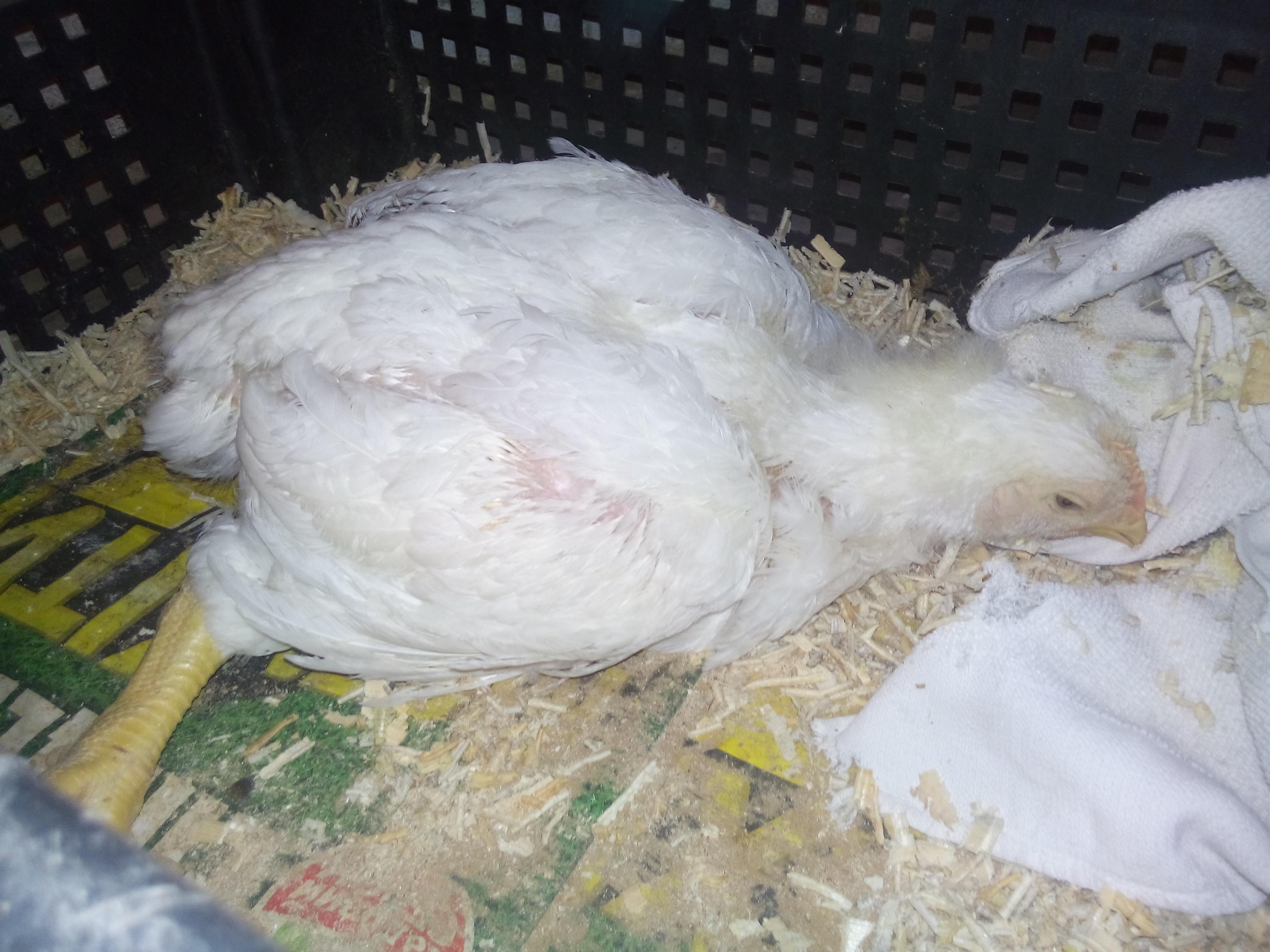 Почему дохнут цыплята бройлеры: причины и лечение, фото и видео