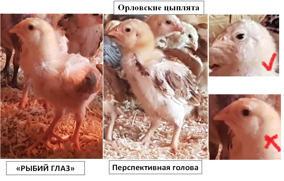 Порода кур фавероль: описание и характеристика, как отличить пол цыпленка