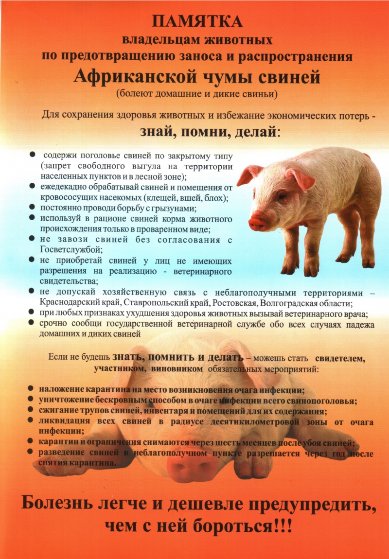 Африканская чума свиней: признаки заболевания, фото и профилактика