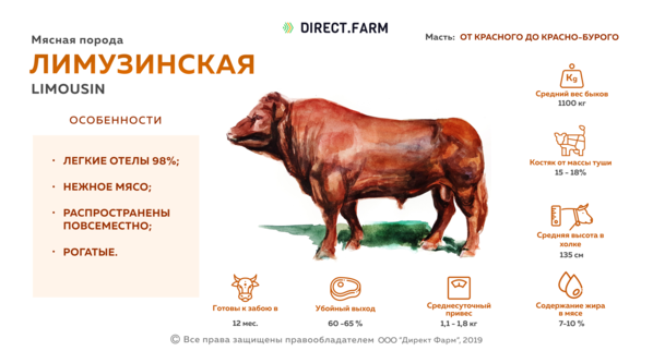 Ярославская молочная порода коров: характеристика, описание мяса, сколько дают молока — отзывы и фото владельцев — moloko-chr.ru