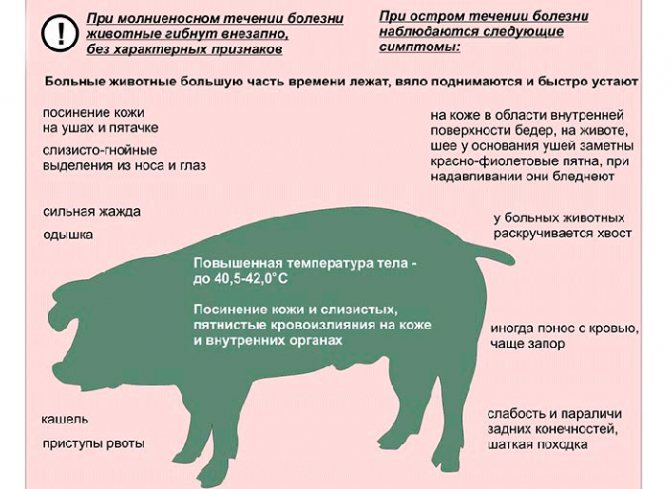 ✅ о признаках африканской чумы у свиней: описание симптомов, как передается - tehnomir32.ru