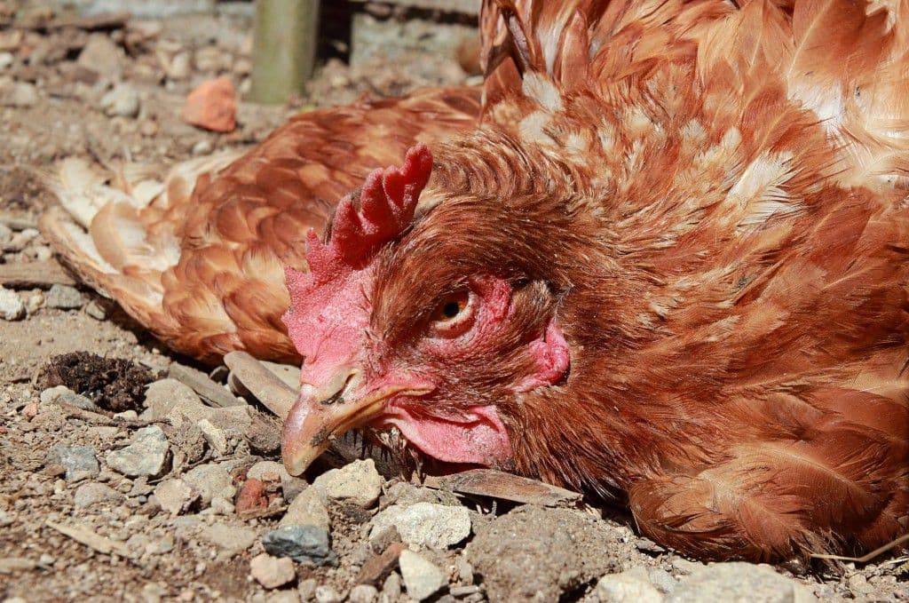 О воспалении и выпадении у курицы яйцевода: что делать (лечение сальпингита)