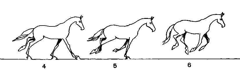 Разновидности и особенности бега лошади