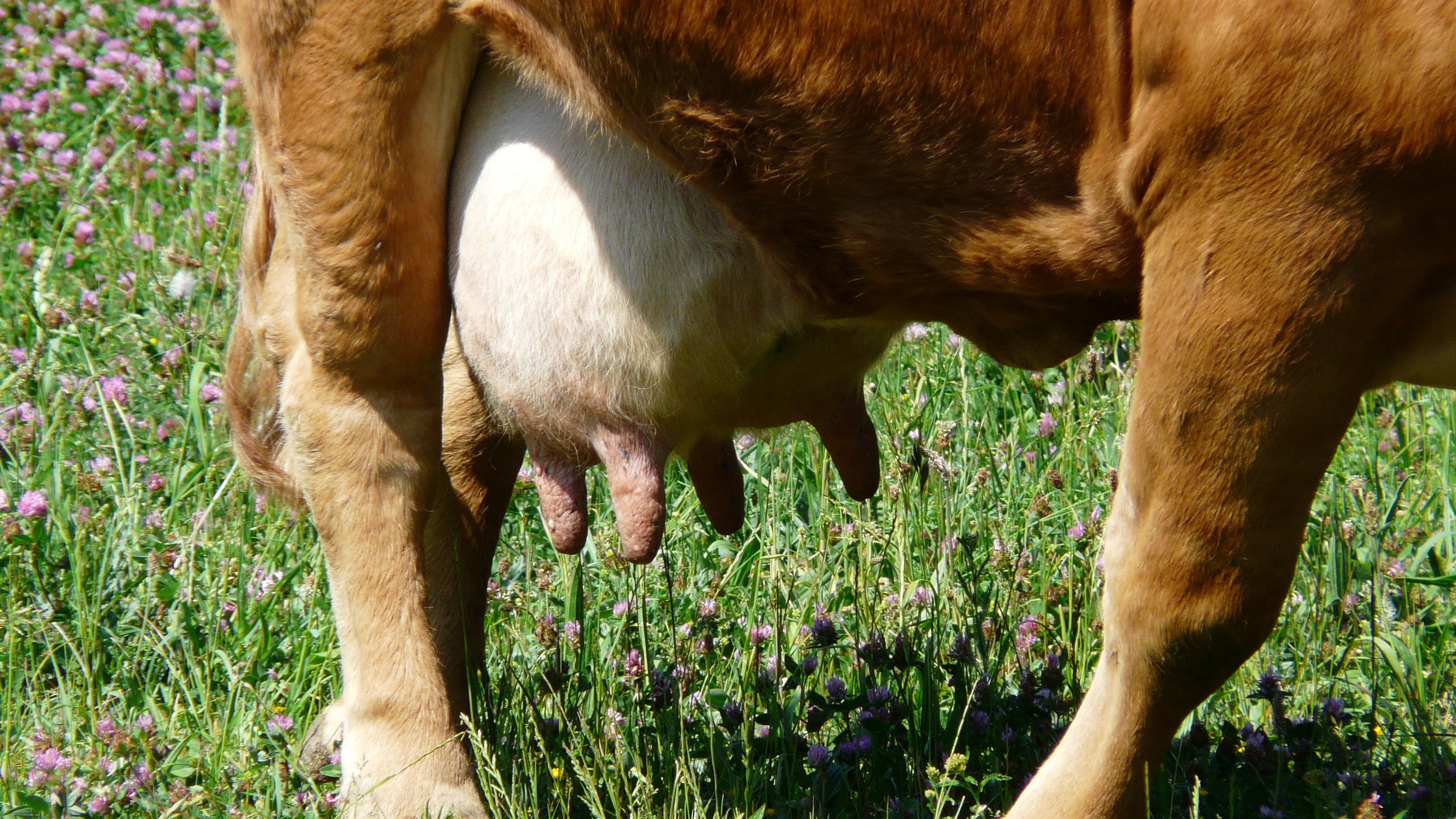 Почему горчит молоко у коровы и что делать