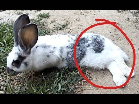 Почему дохнут кролики летом: что делать и от чего умирают без видимых причин?