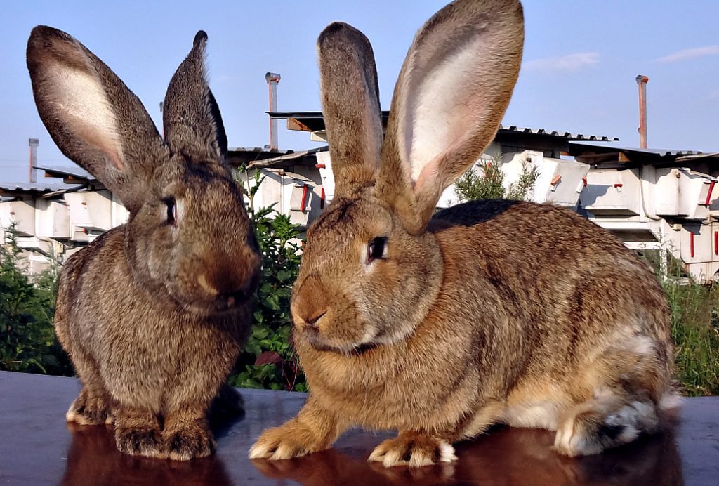 Порода кроликов фландр: особенности их разведения и ухода, достоинства и недостатки представителей породы