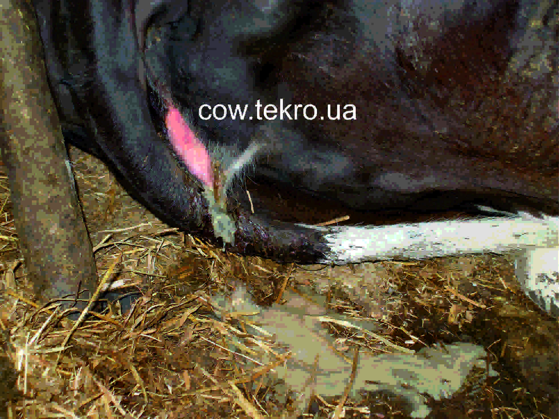 У коровы после осеменения кровянистые выделения imother.su- все для будущей мамы