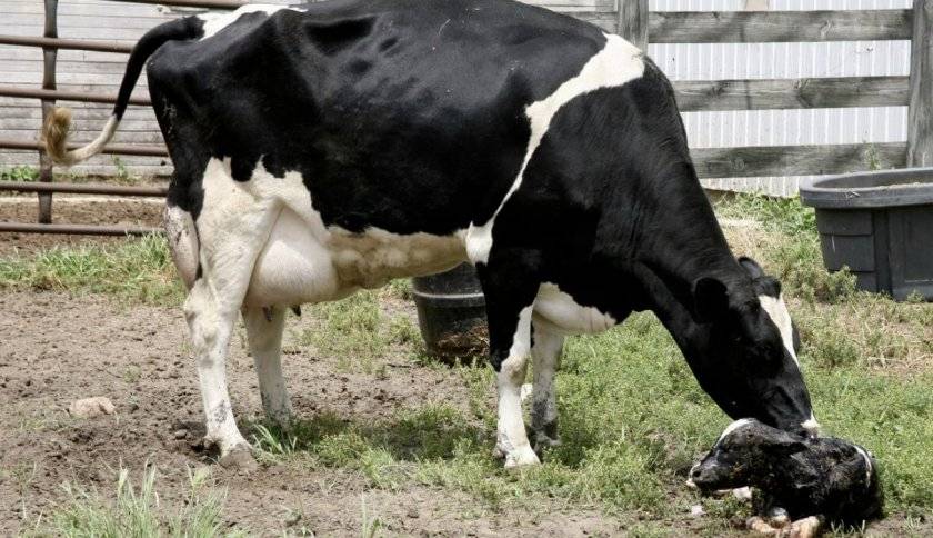 Почему у коровы нет жвачки и что делать в данном случае
