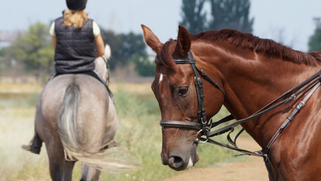 Как запрячь лошадь правильно: правила, этапы и полезные советы