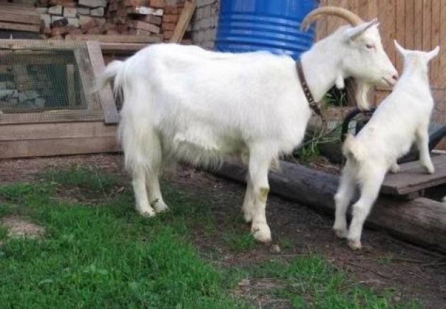 Молочные козы зааненской породы: характеристики, описание и содержание животных