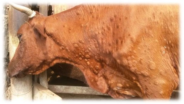 Нодулярный дерматит коров (крс): чем лечить