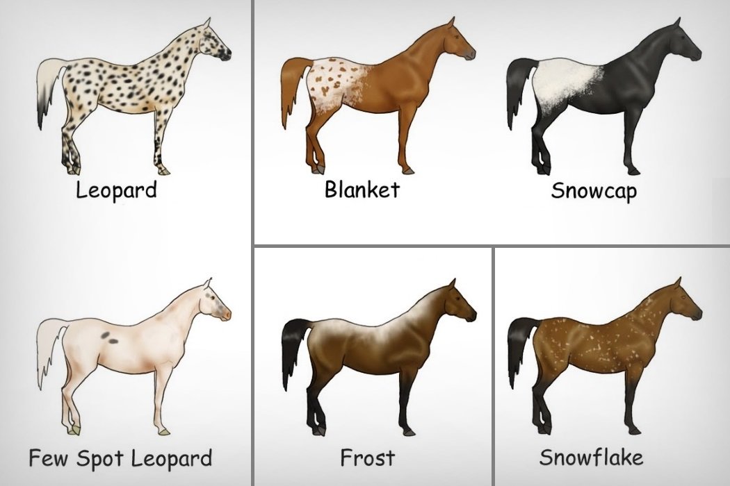Описания лучших мастей лошадей