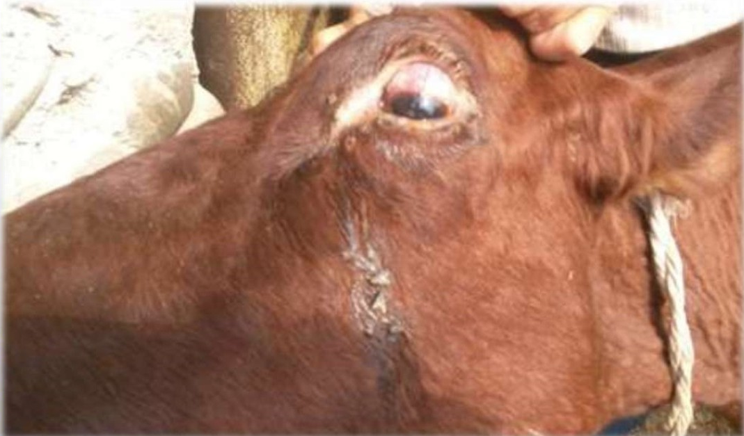 У коровы слезится глаз чем лечить в домашних условиях