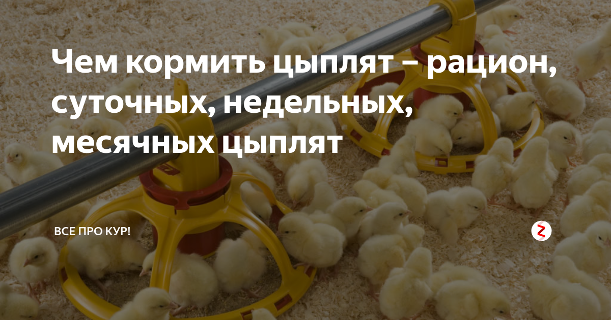 Чем кормить цыплят с первых дней жизни?