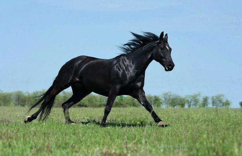 Русская верховая порода лошадей: особенности экстерьера, уход