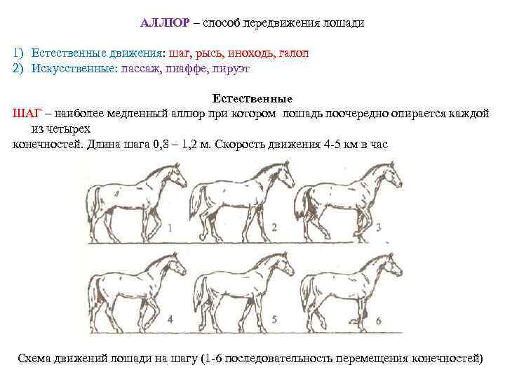 Способы и виды бега лошади (аллюры): шаг, рысь, иноходь, галоп