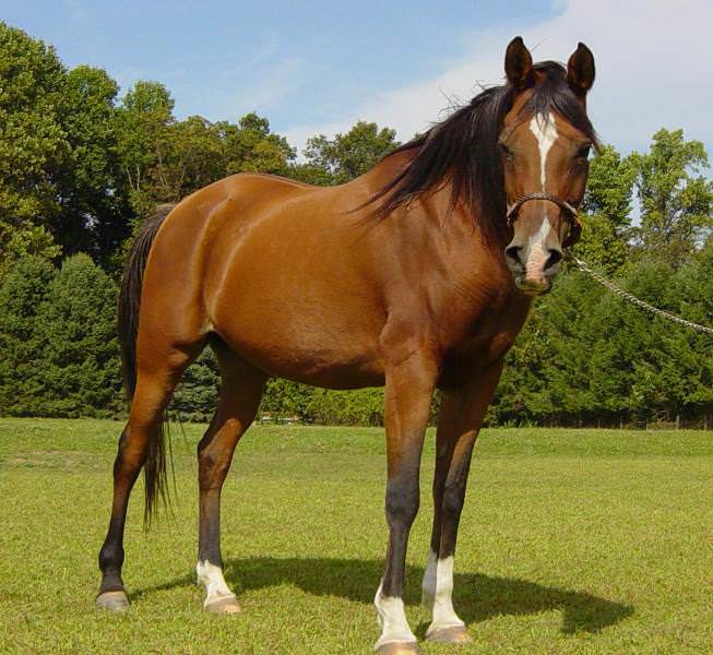 Каурая – «дикая» масть лошадей