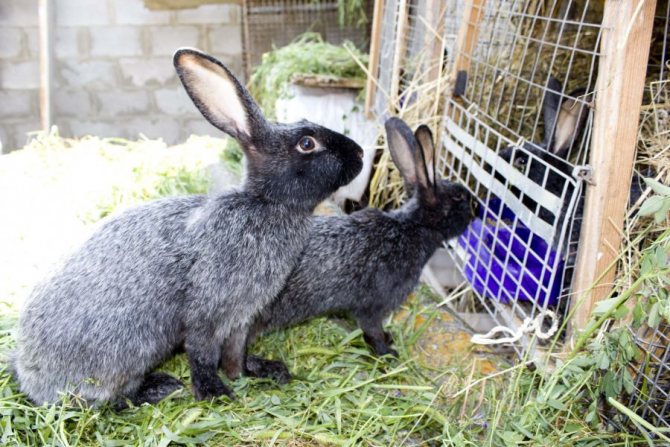 О кроликах серебро: основные разновидности породы, описание и характеристики