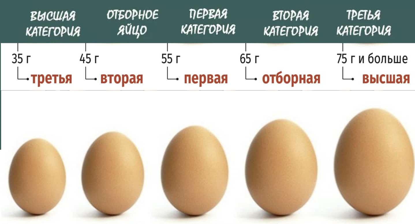 Сколько весит куриное яйцо: вес желтка и белка, вареного и сырого яйца, без скорлупы