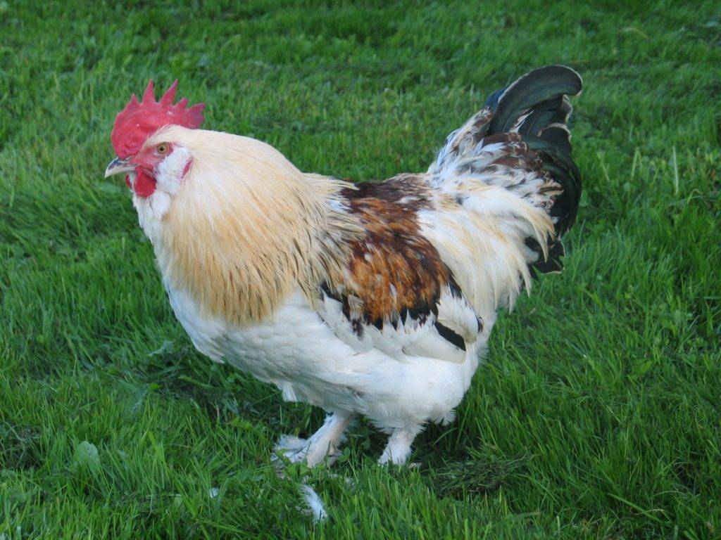 Цыплята амрокс: описание и фото породы, как определить пол, а также особенности содержания