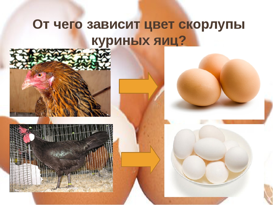 Почему куриные яйца бывают белые и коричневые: от чего зависит цвет, какие полезнее