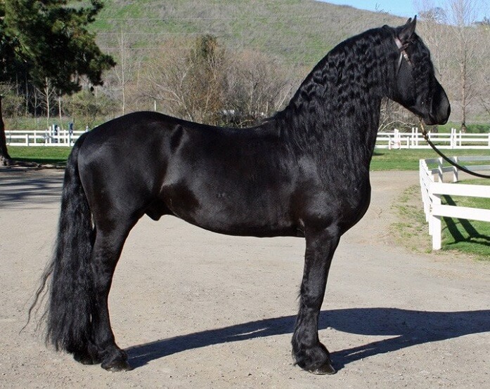 Фризская порода лошадей: характеристика, содержание и уход