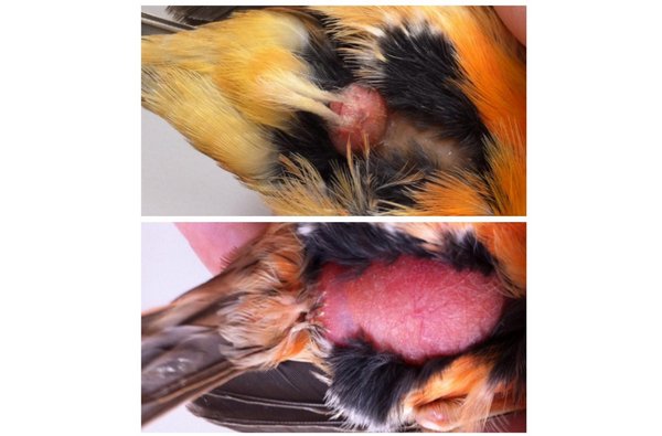 Как отличить самку цесарки от самца? 18 фото чем отличается по внешнему виду цесарь от цесарки? как определить пол птиц?