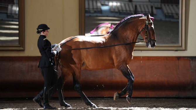 Скаковые лошади: верховые породы лошадей, голландская и бельгийская, вестфальская