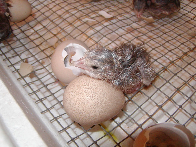 Особенности инкубации яиц цесарки