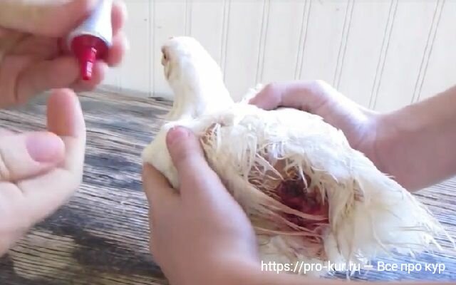 Проблемы с цыплятами после вылупления