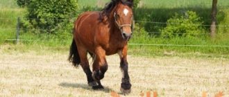 Донская порода лошадей: история донской породы, особенности экстерьера, продажа степного дончака