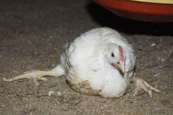 О болезнях ног у цыплят: почему садятся на ноги (что делать, чем лечить)