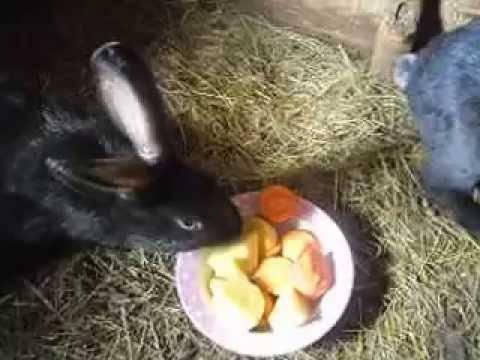 Чем кормить кроликов: для набора веса, после окрола и в разное время года