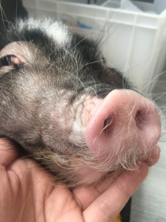Болезни поросят и свиней: основные причины, признаки и симптомы, лечение заболеваний