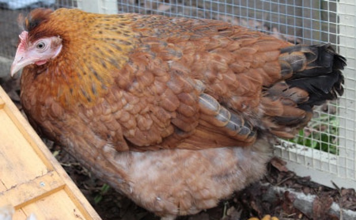 Что делать, если забился зоб у курицы: почему забивается зоб, варианты спасения птицы