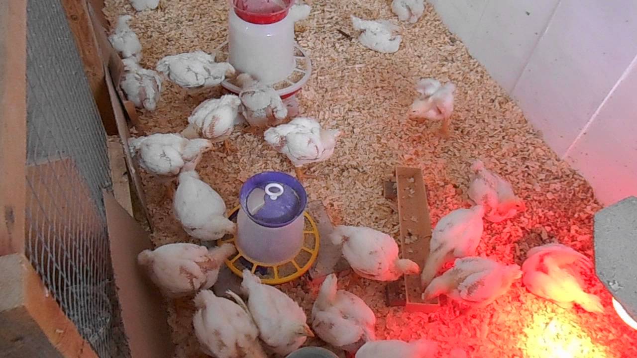 Как содержать бройлеров и несушек вместе, несут ли цыплята-бройлеры яйца?