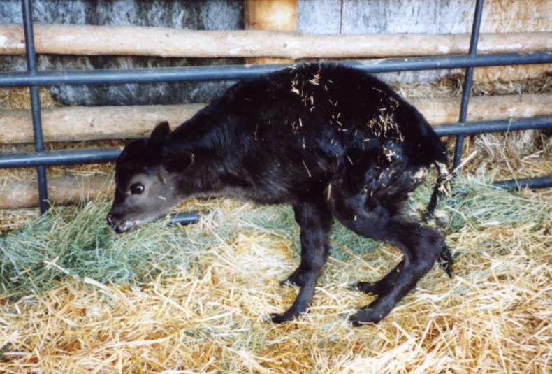 Лечение диспепсии у теленка: что делать, если вялый, не встает на ноги