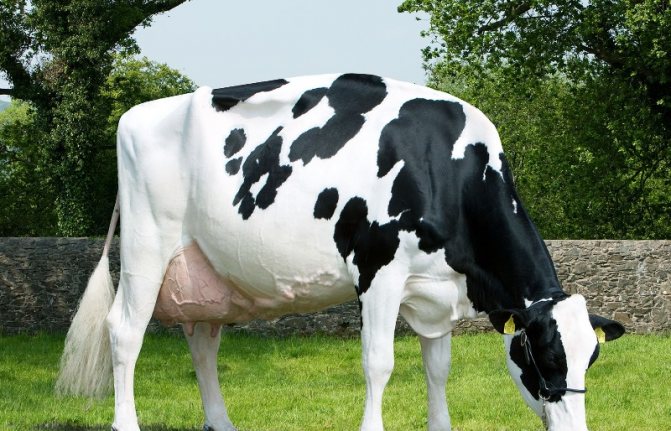 Черно-пестрая порода коров - характеристики и продуктивность