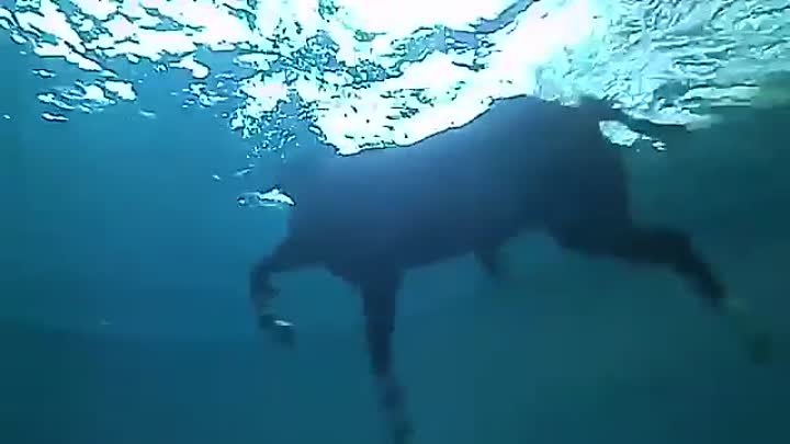 Плавают ли лошади: насколько хорошо и как далеко плавают кони