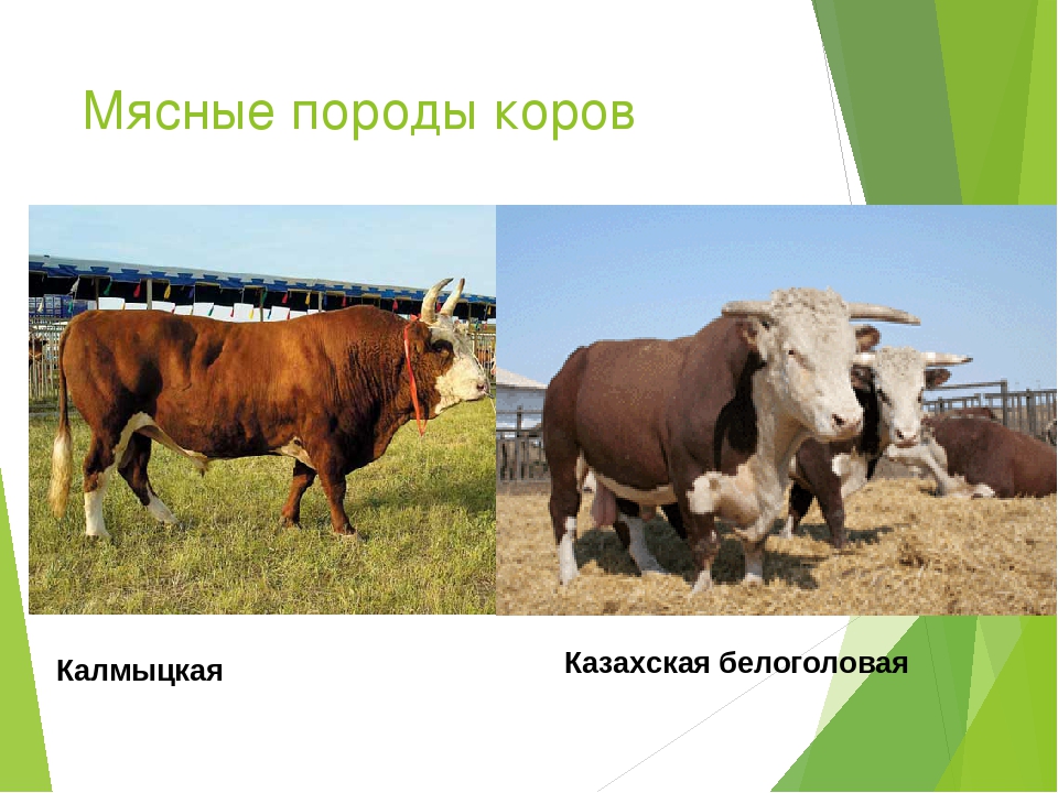 Характеристики пород коров: красная степная и казахская белоголовая; галловейская и индийская, сычевская