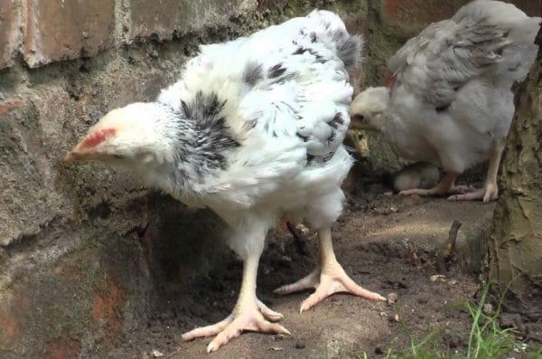Дохнут цыплята: почему это происходит, что делать и чем следует лечить?