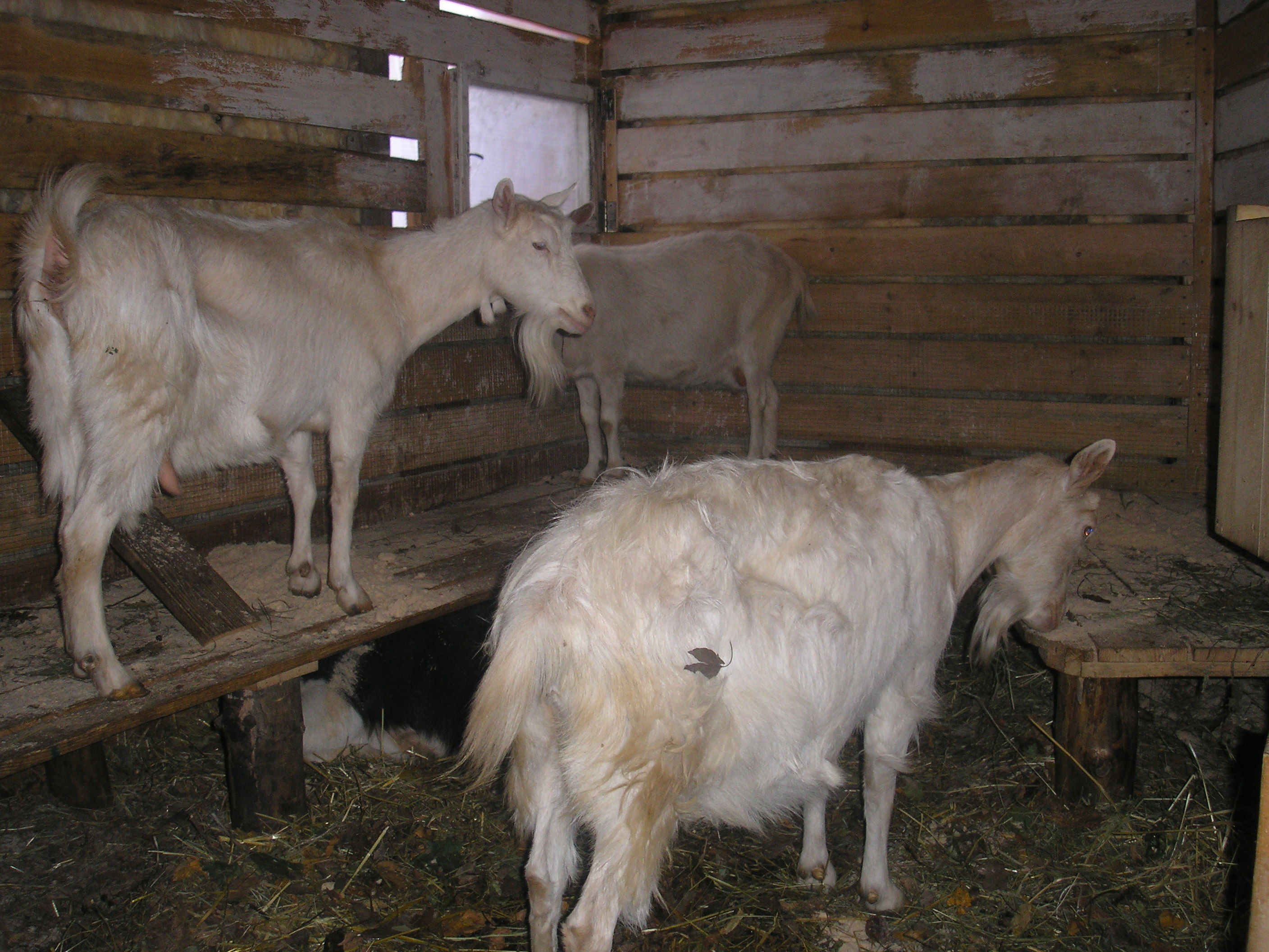 Особенности разведения и содержания коз в домашних условиях, правильный рацион, уход за животными