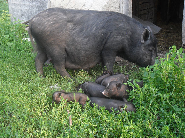 Мифы и правда о вьетнамских свиньях | fermer.ru - фермер.ру - главный фермерский портал - все о бизнесе в сельском хозяйстве. форум фермеров.