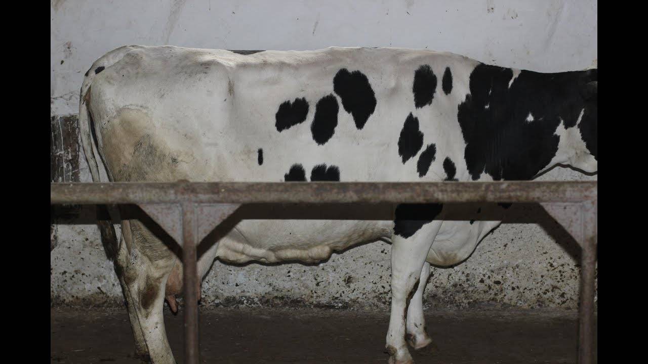 Яловая корова это. почему коровы становятся яловыми и как решить эту проблему?