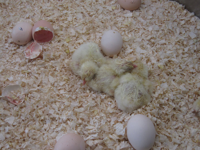 Сколько вынашивают яйца. Вылупление цыплят. Вылупление цыплят в инкубаторе. Выводок цыплят. Цыплята из инкубатора.